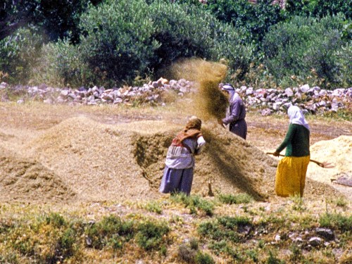 Winnowing at Shechem. Photo by Ferrell Jenkins.