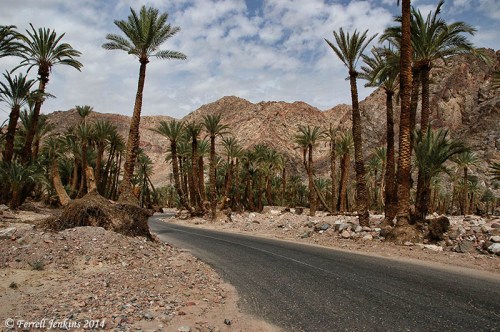 Wadi Feiran in the Sinai Peninsula. Photo by Ferrell Jenkins.