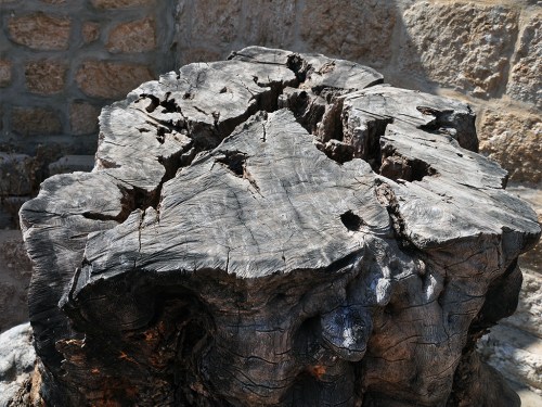 Stump of an olive tree at Beit Jimal. Photo by Ferrell Jenkins.