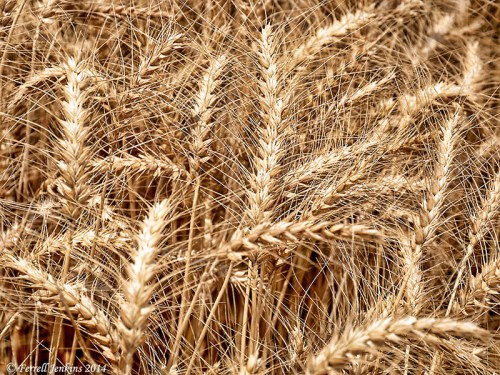 Wheat at En Dor. Photo by Ferrell Jenkins.