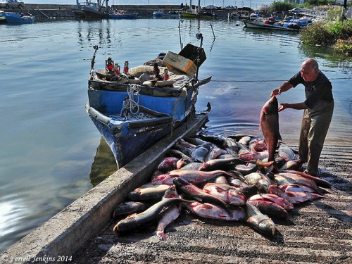 Fisherman at Tiberias Port unloading the catch of Biny. Photo by Ferrell Jenkins.