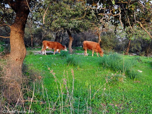 Cows graze among the Allon Oak trees at Galilean Bethlehem. Photo by Ferrell Jenkins.
