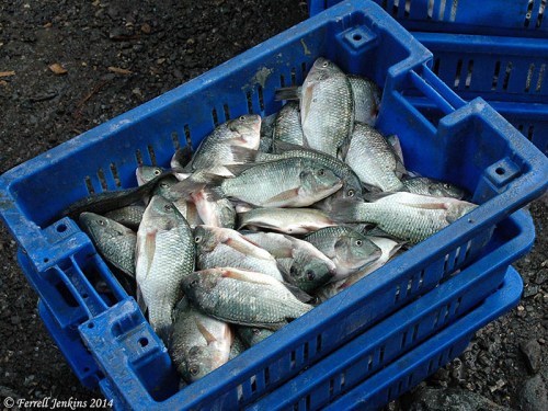 Musht (Saint Peter's fish) from the Sea of Galilee. Photo by Ferrell Jenkins.