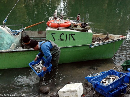 Fishermen unloading their catch at the outlet of the Jordan River from the Sea of Galilee. Photo by Ferrell Jenkins.
