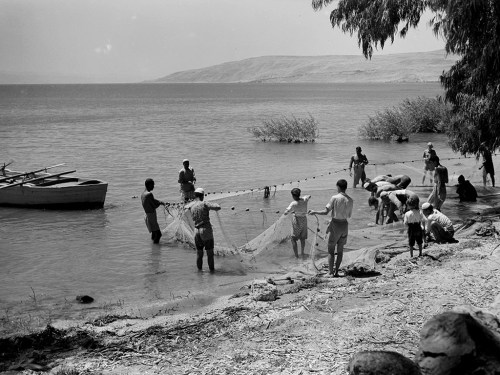 Fishermen using a seine. Photo: Eric Matson Collection, LOC.