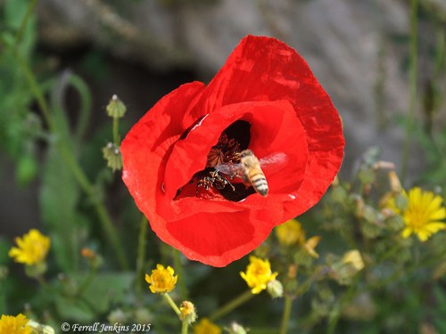 A poppy and a bee at the Pool of Bethesda, Jerusalem. Photo by Ferrell Jenkins.