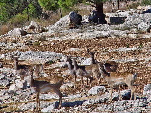 Young fallow deer at Neot Kedumim. Photo by Leon Mauldin.