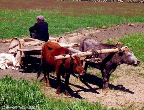 Oxen hitched to a small wagon near Mount Ararat in Turkey. Photo by Ferrell Jenkins.