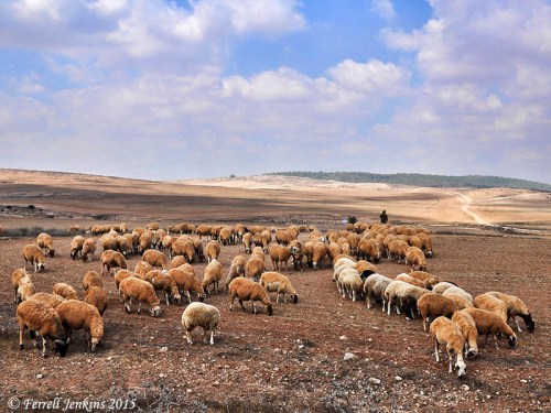 Sheep in the Negev near Tel Halif. Photo by Ferrell Jenkins.