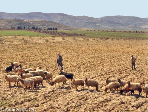 Shepherds watching their flock in the Valley of Dothan. Photo by Ferrell Jenkins.