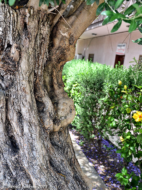 An olive tree in Nazareth with a graft. Photo by Ferrell Jenkins.