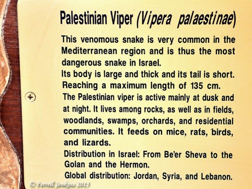 Description of the Palestinian Viper at HaiBar Reserve.