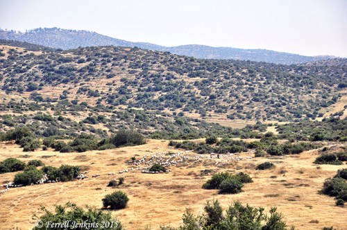 A view southeast of Maresha toward the central mountain range. Notice the shepherd with sheep. Photo by Ferrell Jenkins.