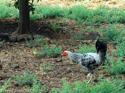 A rooster at the Greek Orthodox property at Capernaum. Photo by Ferrell Jenkins.