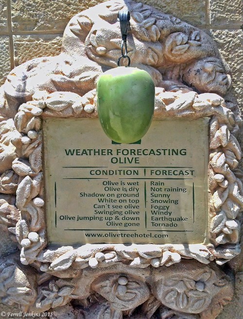 Weather forecasting olive at the Olive Tree Hotel, Jerusalem