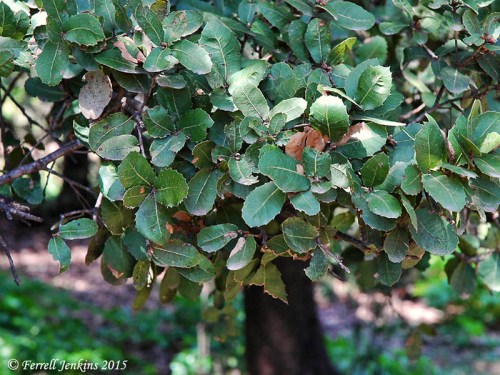 Close view of oaks growing in the Golan Heights. Photo by Ferrell Jenkins.