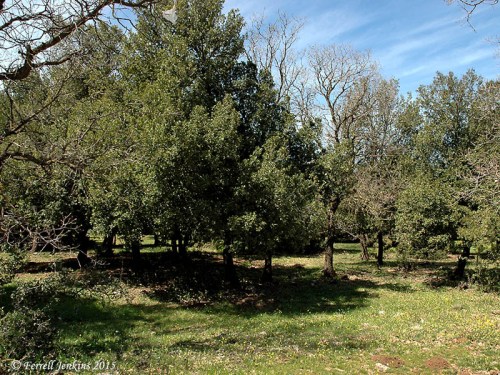 Oaks growing in the Golan Heights. Photo by Ferrell Jenkins.