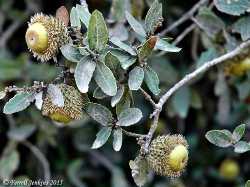 Acorns on the oaks of Bashan. Photo by Ferrell Jenkins.