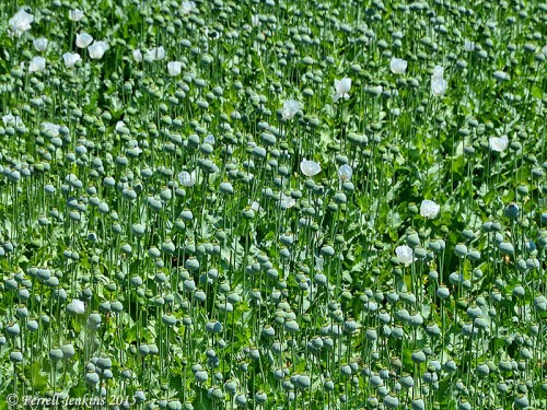 Opium poppies are grown for medicinal purposes in Turkey. Photo by Ferrell Jenkins.