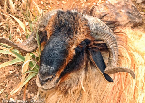 Ram with large horns. Photo taken in northern Jordan near ancient Ramoth Gilead, near the Syrian border in 2008. Photo by Ferrell Jenkins.