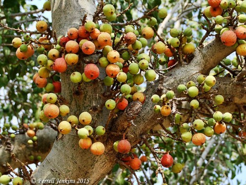 Sycamore figs at Ashkelon. Photo by Ferrell Jenkins.