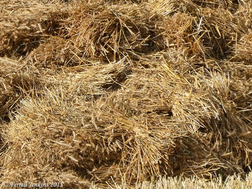 Closeup to show the string around the sheaf of grain. Photo by Ferrell Jenkins.