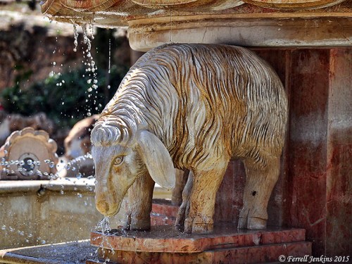 Sheep at fountain of Franciscan custody Shepherd's Field near Bethlehem. Photo by Ferrell Jenkins.