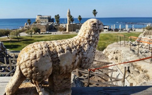 Ram discovered at Caesarea. Photo: Vered Sarig, The Caesarea Development Corp.