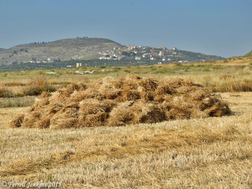 Sheaves in the field near ancient Samaria. Photo by Ferrell Jenkins.