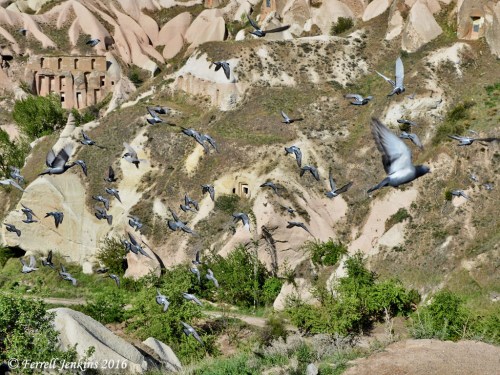 Pigeons flying in Pigeon Valley, Cappadocia. Photo by Ferrell Jenkins.