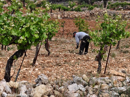 Man digging in vineyard between Bethlehem and Hebron. Photo by Ferrell Jenkins.
