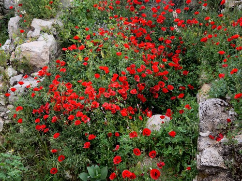Flowers growing among the ruins in the Old City of Jerusalem near Dung Gate. Photo by Ferrell Jenkins.
