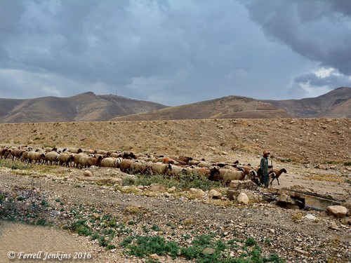 A shepherd leads his sheep in the wilderness. Photo by Ferrell Jenkins.