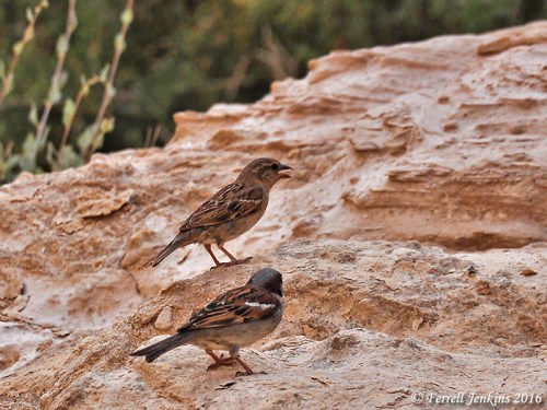 Two sparrows at En Avedat in Israel's Negev. Photo by Ferrell Jenkins.