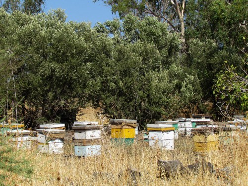 Bee hives in the Jordan River Park near Tel Bethsaida. Photo by Rebekah Dutton.