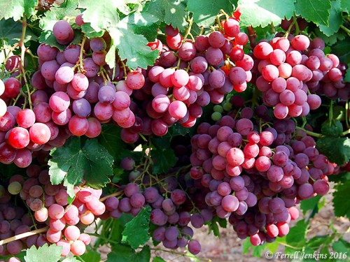 Ripe grapes near Lachish in the Shephelah. Photo by Ferrell Jenkins.