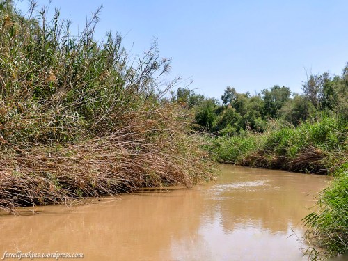 Reeds growing on the banks of the Jordan River. Photo by Ferrell Jenkins.