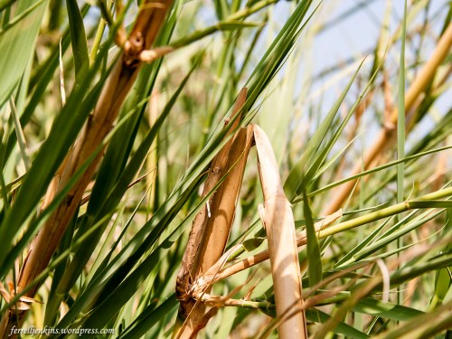 Reeds growing in a marshy area at the foot of Omrit in northern Israel. Photo by Ferrell Jenkins.