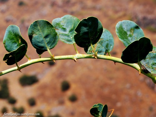 The thorn (ziziphus spina-christi) growing at Gamla. Photo by Ferrell Jenkins.