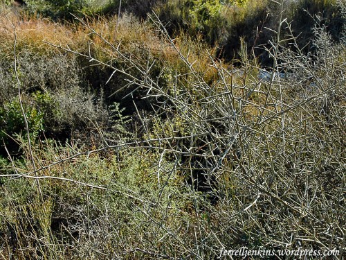 Thorns crowing at Neot Kedumim. Photo by Ferrell Jenkins.