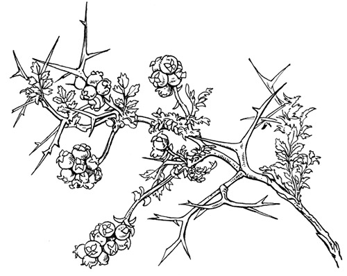 Thorny burnet. 1000 Bible Images.