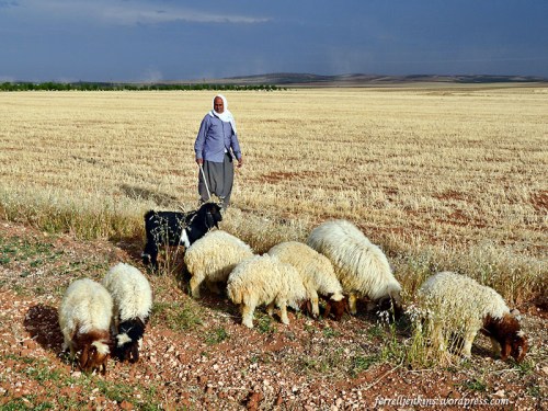 Shepherd with sheep near Carchemish, Turkey. Photo by Ferrell Jenkins.