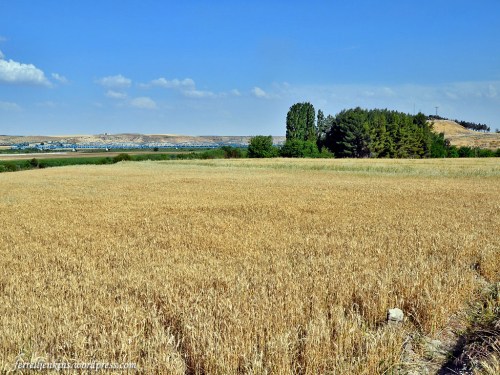Tell Carchemish is mostly hidden behind the trees. The bridge crossing the Euphrates River is clearly visible. Syrian hills are visible in the distance. Photo by Ferrell Jenkins.Tell Carchemish is mostly hidden behind the trees. The bridge crossing the Euphrates River is clearly visible. Syrian hills are visible in the distance. Photo by Ferrell Jenkins.
