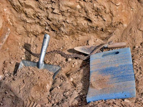Palestinian Viper at Tall el-Hammam. Photo by Dr. David E. Graves.