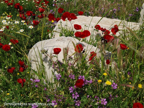 Wild flowers growing at ancient Pergamum. Photo by Ferrell Jenkins.