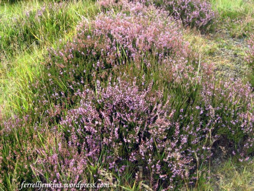 "Heather on the hill" near Balmoral, Scotland. Photo by Ferrell Jenkins.