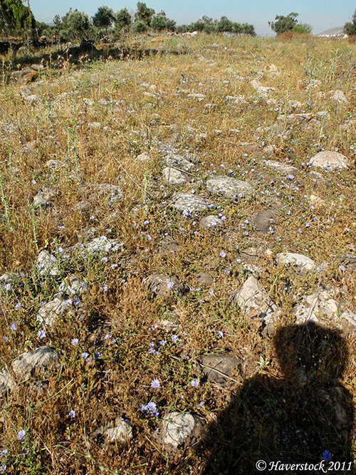 The Jesus Trail follows ruins of the Roman road from Golani Junction to Magdala. Photo by Larry Haverstock.