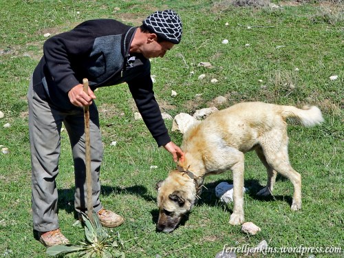 A close up showing the spikes on the collar of the dog. Photo by Ferrell Jenkins.