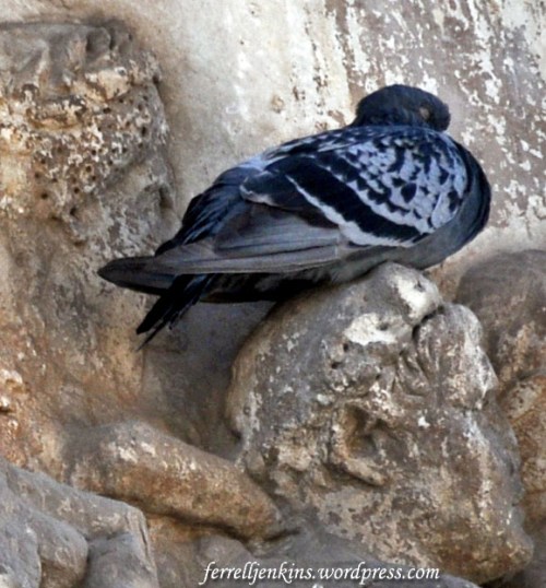 Live pigeon on head of Roman soldier. Photo by Ferrell Jenkins.