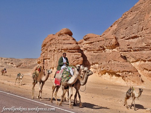 Camel caravan in the Eastern Sinai Peninsula. Photo by Ferrell Jenkins.